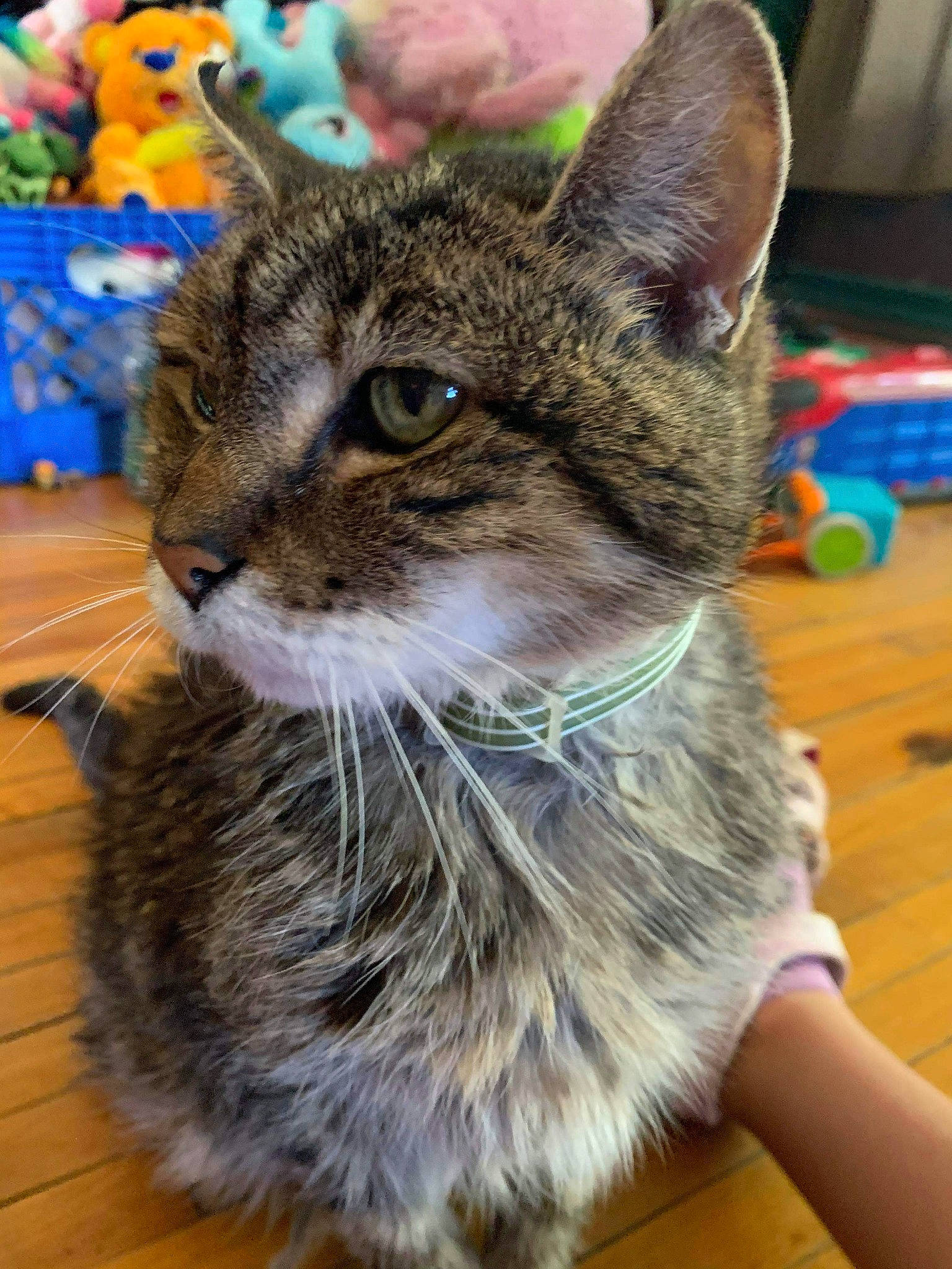 Sydney is registered to the contest to win money with this photo: aegean_cat, american_bobtail, american_shorthair, asian, california_spangled, carnivore, cat, domestic_short_haired_cat, dragon_li, european_shorthair, felidae, fur, kitten, mammal, pixie_bob, small_to_medium_sized_cats, tabby_cat, whiskers, wild_cat