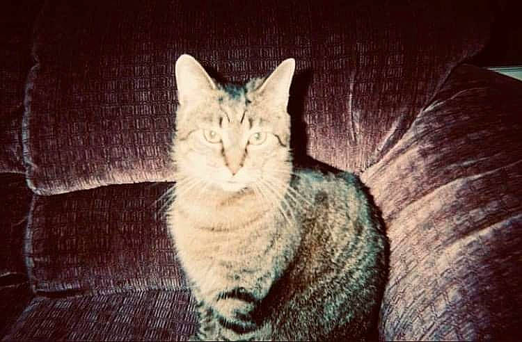 Sydney is registered to the contest to win money with this photo: aegean_cat, asian, carnivore, cat, chausie, domestic_short_haired_cat, european_shorthair, felidae, kitten, mammal, ojos_azules, sky, small_to_medium_sized_cats, tabby_cat, tail, whiskers