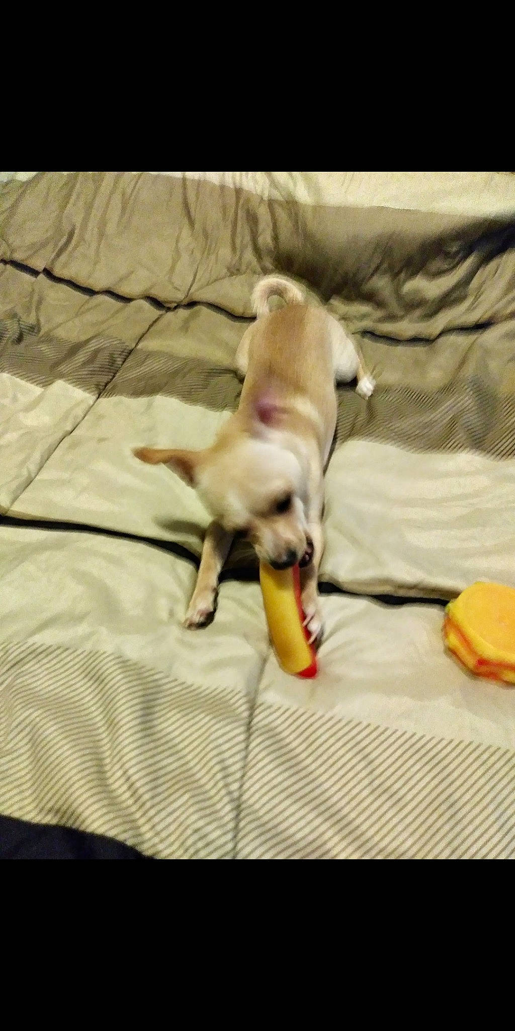 Justice is registered to the contest to win money with this photo: canidae, carnivore, chihuahua, dog, dog_breed, fawn, french_bulldog, italian_greyhound, labrador_retriever, mammal, non_sporting_group, puppy, sporting_group, tail, toy_dog, whippet