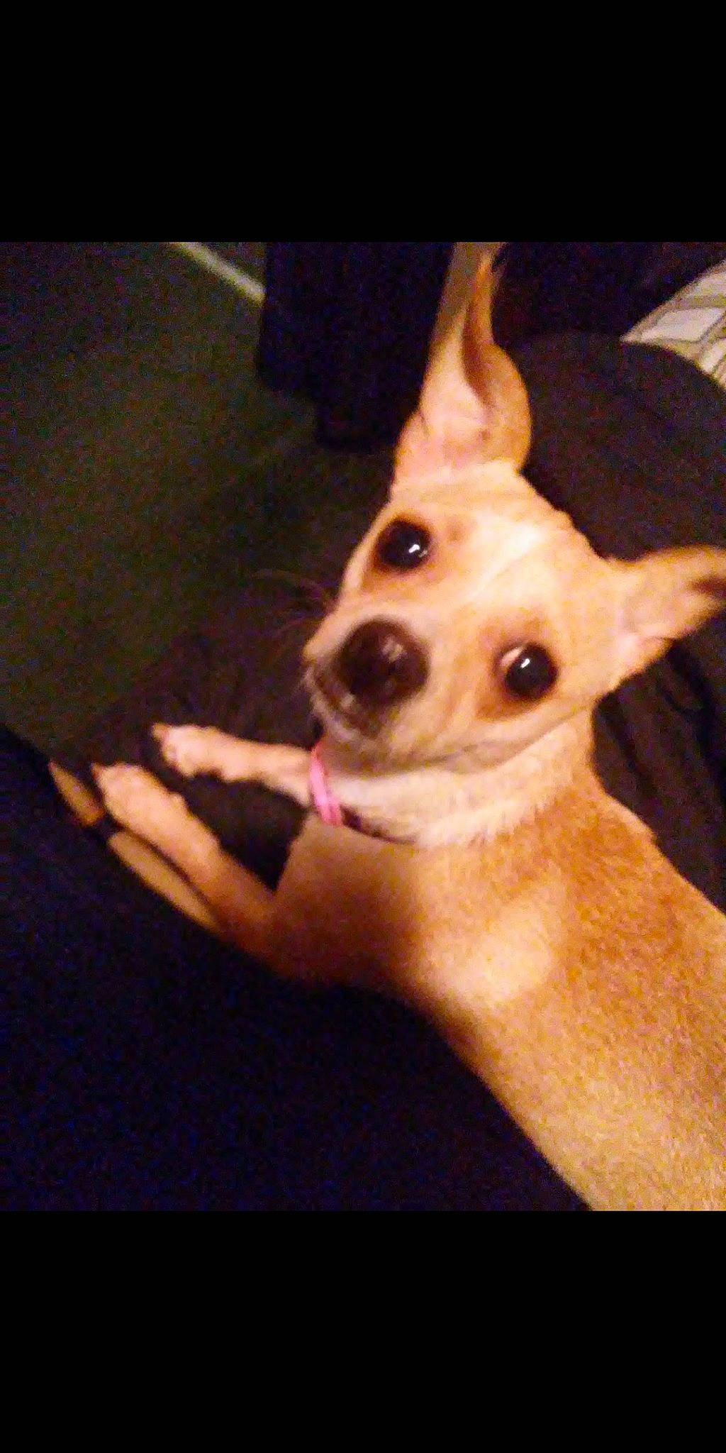 Justice joined the competition — help win amazing prizes! canidae, carnivore, chihuahua, companion_dog, corgi_chihuahua, dog, dog_breed, ear, fawn, mammal, miniature_fox_terrier, snout, toy_dog, vertebrate