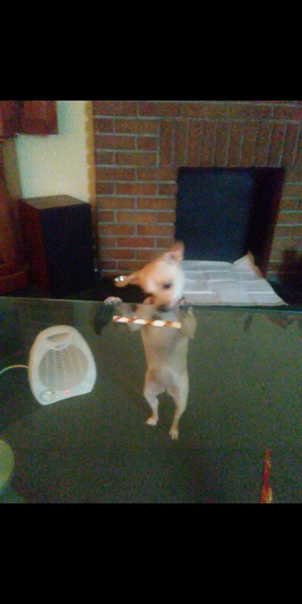 Justice joined the competition — help win amazing prizes! canidae, carnivore, chihuahua, dog, dog_breed, fawn, mammal, non_sporting_group, pomeranian, sporting_group, tail