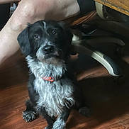 Frank The Tank joined the competition — help win amazing prizes! dog, black_and_white, collar, wooden_floor, remote_control, person, legs, chair, indoor, pet, furniture, sitting, cute, attentive, domestic, companion, home, animal, paw, fur