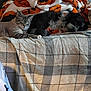 animal, blanket, cat, companion, couch, cozy, cute, dog, domestic_animal, fleece, fur, home, indoor, pet, plaid, pumpkin_pattern, relaxing, resting, sleeping, snuggling