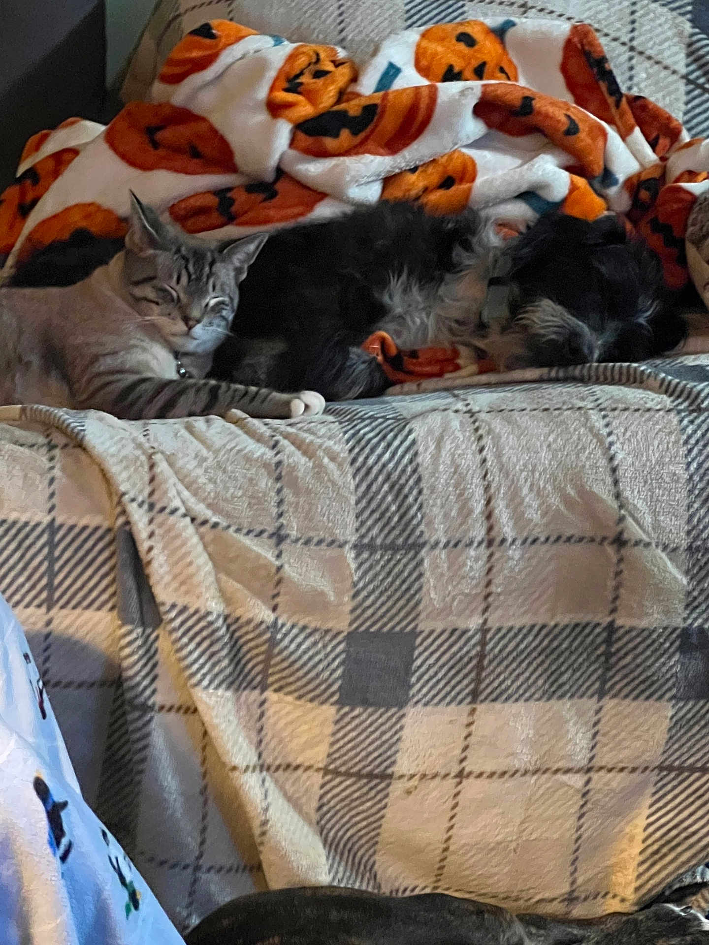 Frankie is registered to the contest to win money with this photo: cat, dog, couch, blanket, plaid, fleece, pumpkin_pattern, sleeping, indoor, pet, cozy, resting, animal, fur, domestic_animal, companion, relaxing, home, snuggling, cute