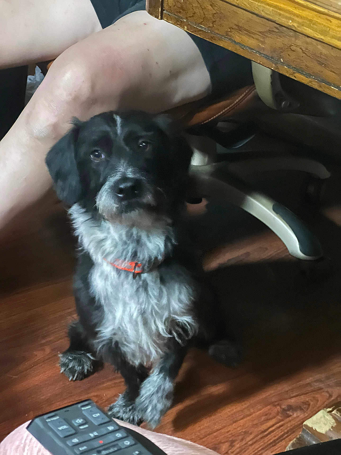 Frank is registered to the contest to win money with this photo: dog, black_dog, scruffy_dog, orange_collar, wooden_floor, office_chair, person_legs, remote_control, indoor, pet, sitting, brown_wood, furniture, floor, domestic_animal, companion, looking_at_camera, paw, fur, home