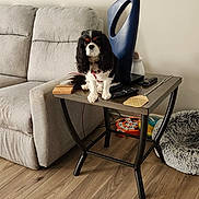 Cozette joined the competition — help win amazing prizes! black_and_white, calm, cozy, curly_fur, decor, dog, floor, furniture, household_items, indoor, living_room, painting, pet_bed, remote_control, sculpture, small_dog, sofa, table, window, wood_flooring