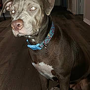 Stormy is registered to the contest to win money with this photo: dog, pit_bull, gray_fur, white_markings, sitting, collar, leash, pet, animal, portrait, indoors, hardwood_floor, home, hallway, doorway, window, flash_photography, glowing_eyes, short_fur, companion_animal