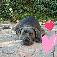 Thom participe au concours pour gagner de l'argent avec cette photo : dog, outdoor, patio, stone, laying_down, greenery, leafy_background, sunlight, pets, canine, large_dog, relaxed, ears, face, eyes, paws, heart_stickers, nature, quiet, calm