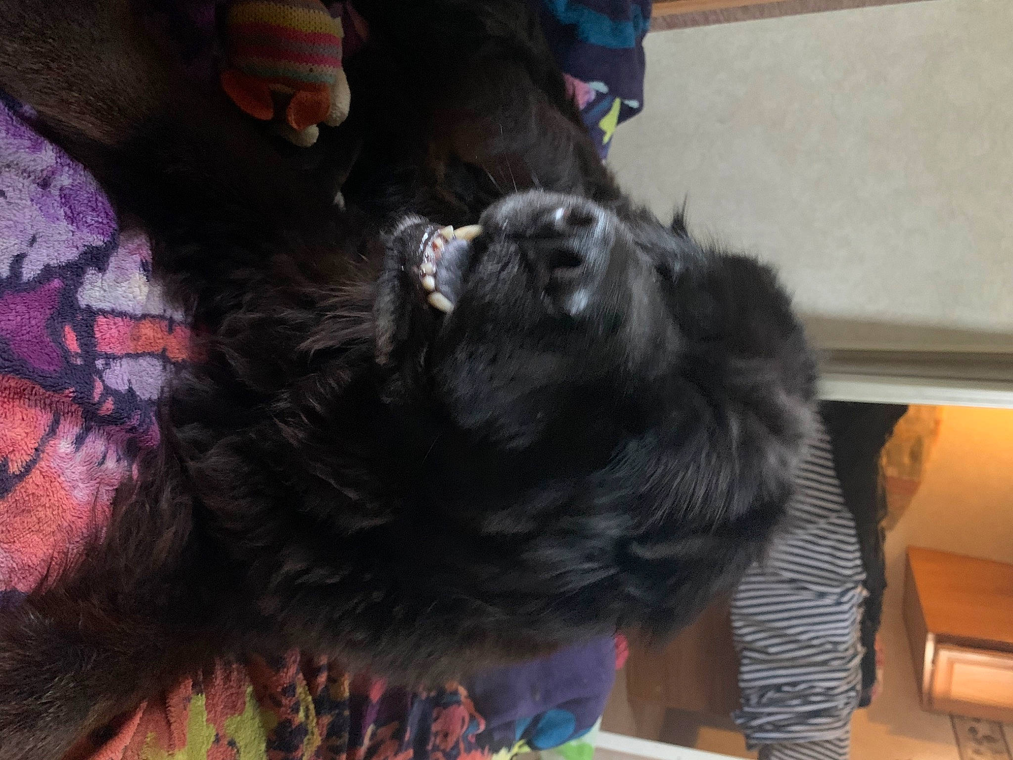 Romeo Winston is registered to the contest to win money with this photo: canidae, carnivore, claw, comfort, companion_dog, dog_breed, felidae, fur, liver, nail, nap, paw, primate, small_to_medium_sized_cats, snout, sporting_group, tail, terrestrial_animal, whiskers, working_animal