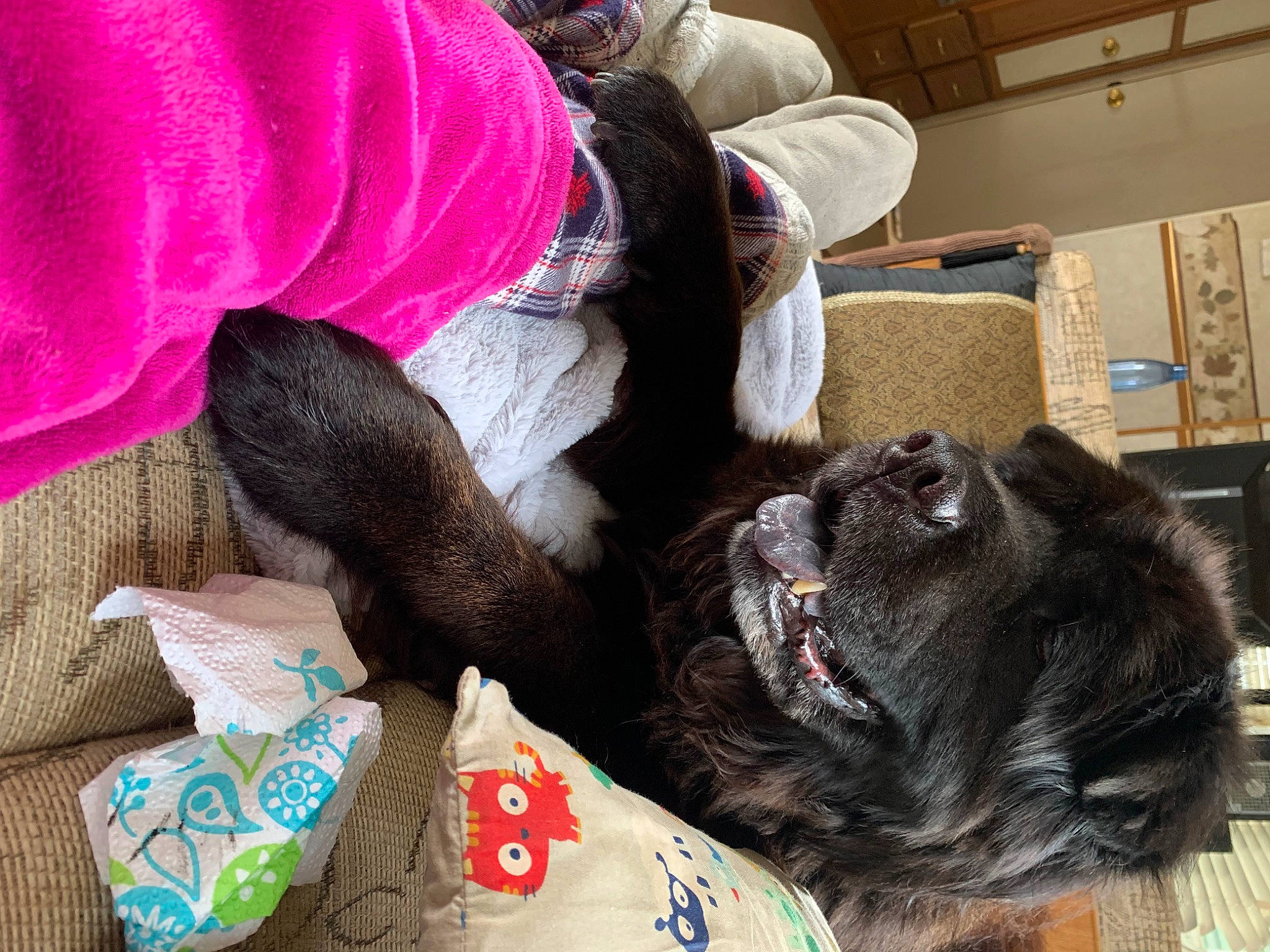 Romeo Winston joined the competition — help win amazing prizes! canidae, carmine, comfort, companion_dog, dog_breed, fawn, felidae, fur, human_leg, linens, magenta, mammal, nap, small_to_medium_sized_cats, sporting_group, tail, textile, vertebrate, whiskers, wool