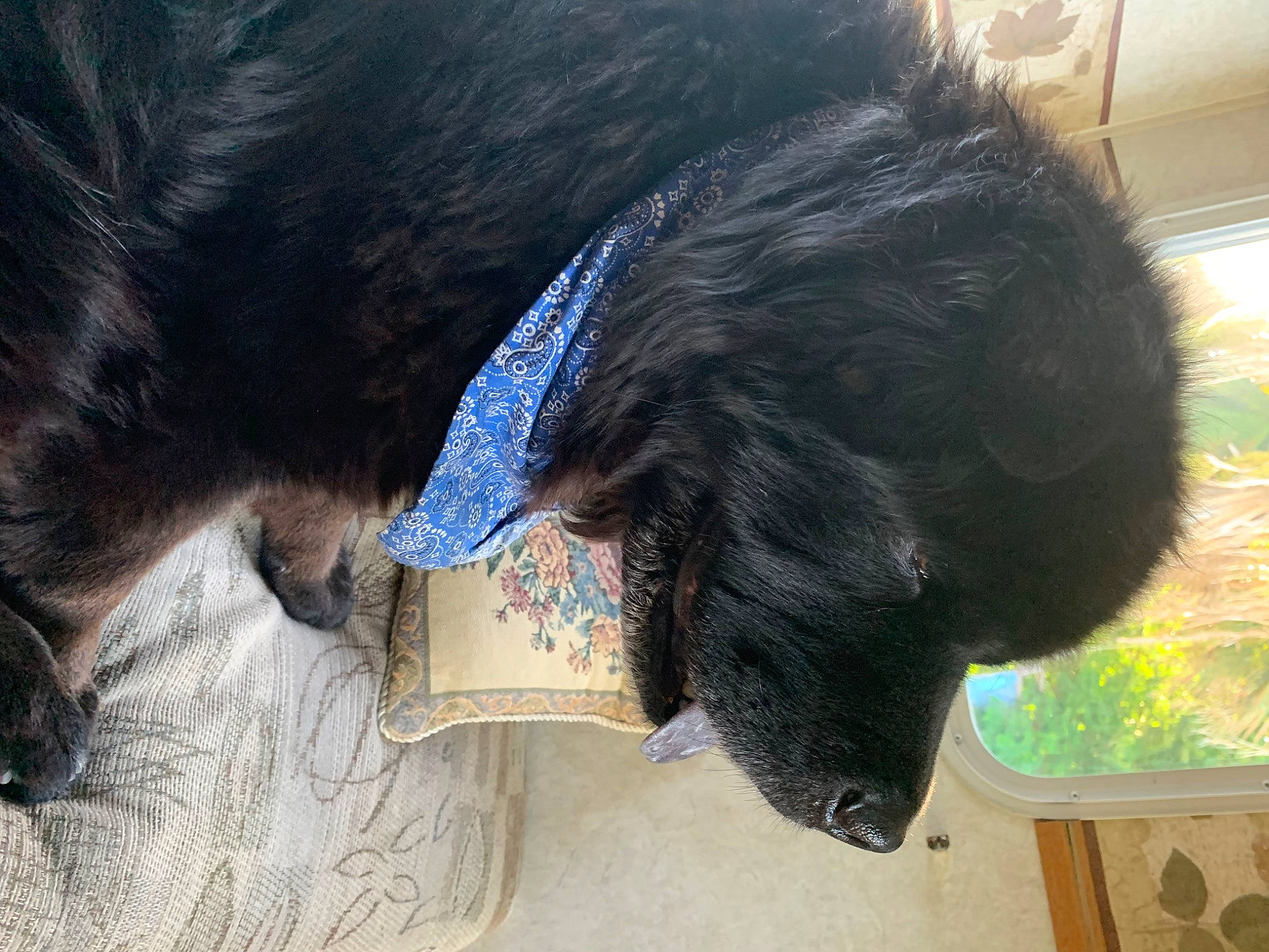 Romeo Winston is registered to the contest to win money with this photo: carnivore, claw, collar, companion_dog, dog, dog_breed, dog_collar, ear, electric_blue, fashion_accessory, feather, fur, liver, natural_material, pet_supply, snout, sporting_group, tail, terrestrial_animal, working_animal