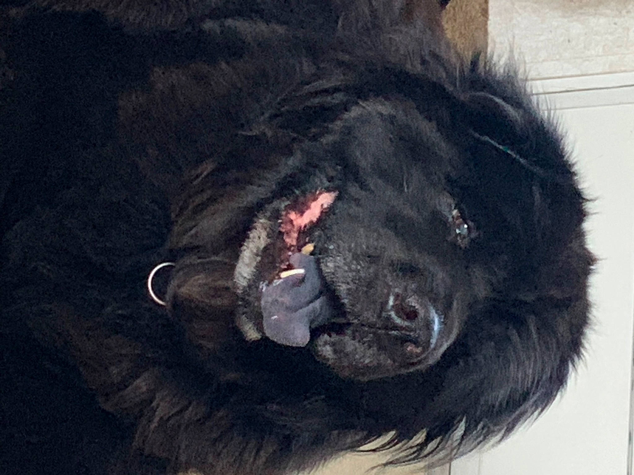 Romeo Winston is registered to the contest to win money with this photo: canidae, carnivore, claw, companion_dog, dog, dog_breed, fur, giant_dog_breed, liver, natural_material, paw, primate, snout, sporting_group, tail, terrestrial_animal, terrier, toy_dog, whiskers, working_animal