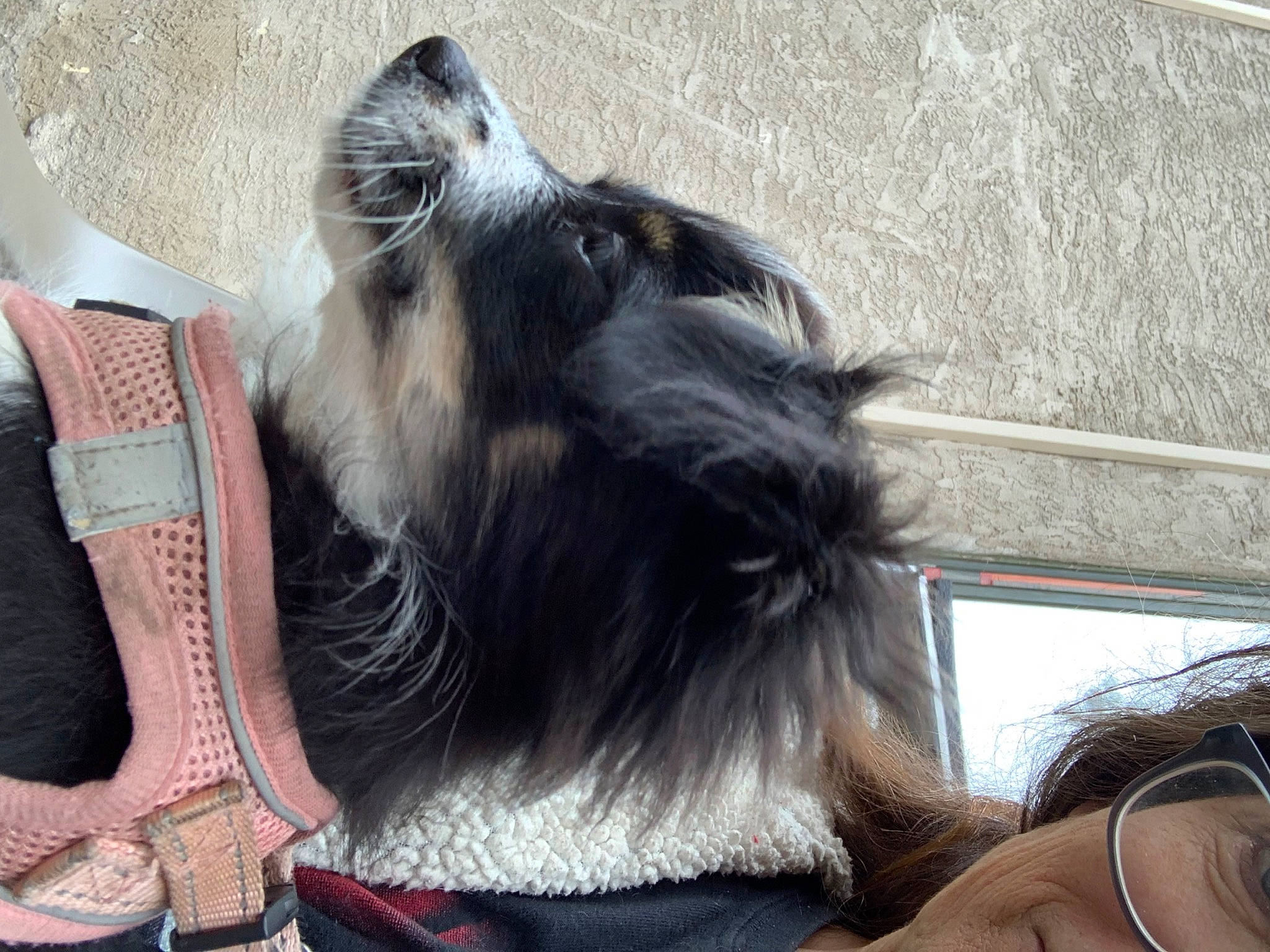 Henrietta joined the competition — help win amazing prizes! beard, canidae, carnivore, collar, companion_dog, dog, dog_breed, dog_collar, dog_supply, eyewear, fashion_accessory, fawn, feather, fur, liver, snout, sporting_group, terrier, toy_dog, whiskers