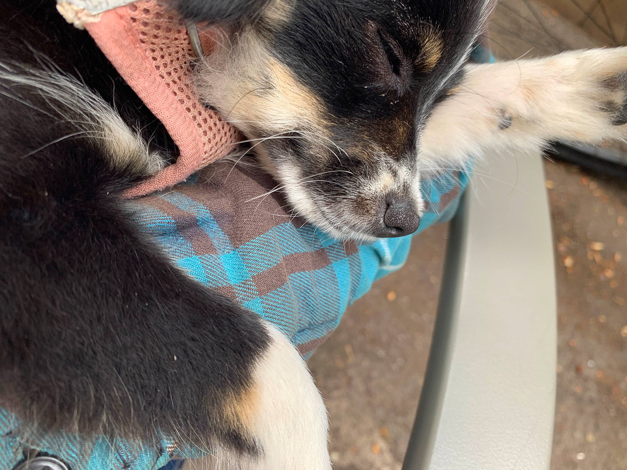 Henrietta is registered to the contest to win money with this photo: carnivore, claw, companion_dog, dog, dog_breed, domestic_short_haired_cat, ear, fawn, felidae, fur, gesture, mammal, nail, paw, small_to_medium_sized_cats, snout, sporting_group, tail, vertebrate, whiskers