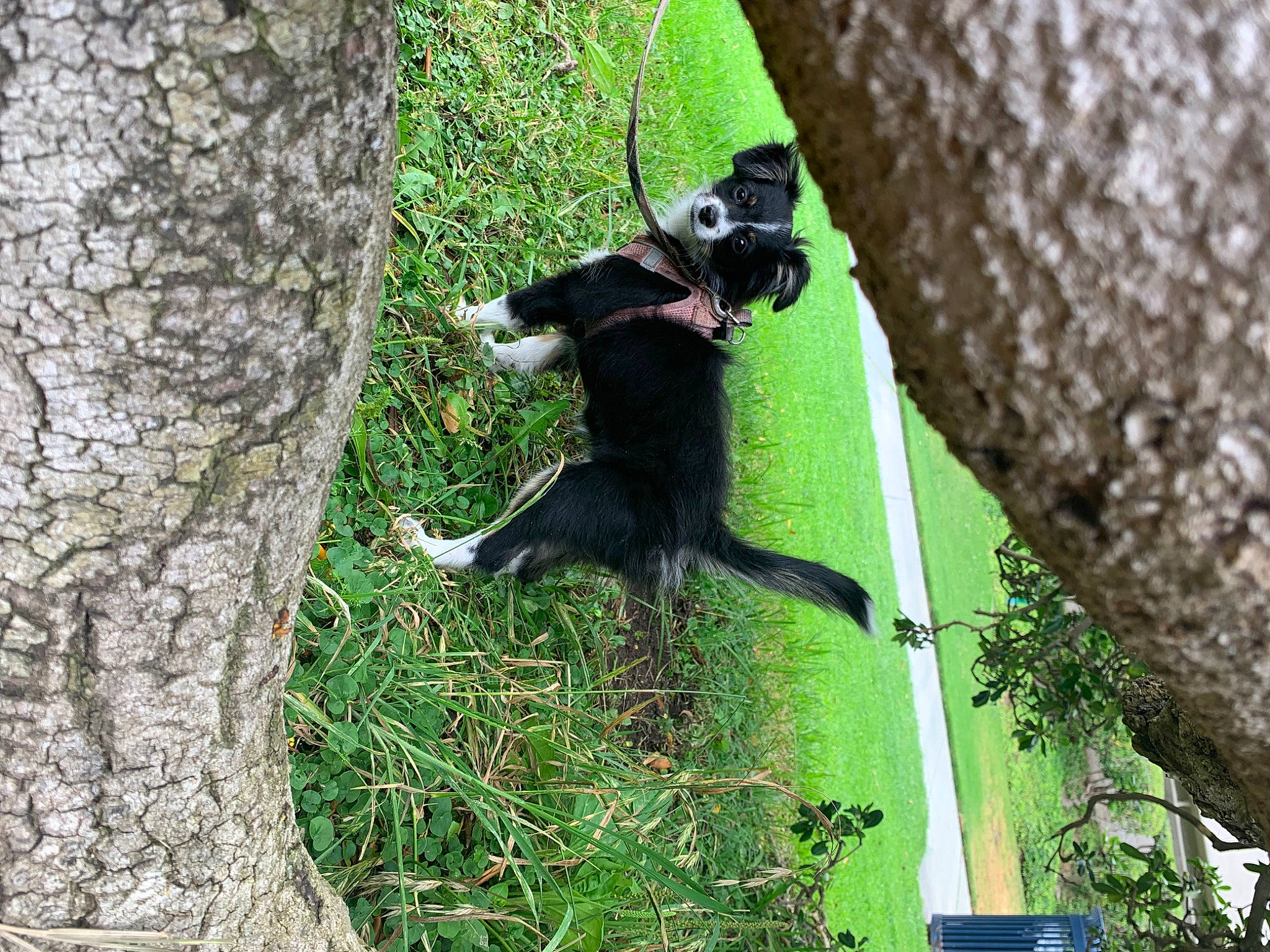 Henrietta is registered to the contest to win money with this photo: beak, carnivore, forest, grass, plant, tail, terrestrial_animal, tree, trunk, wildlife, wood, woody_plant