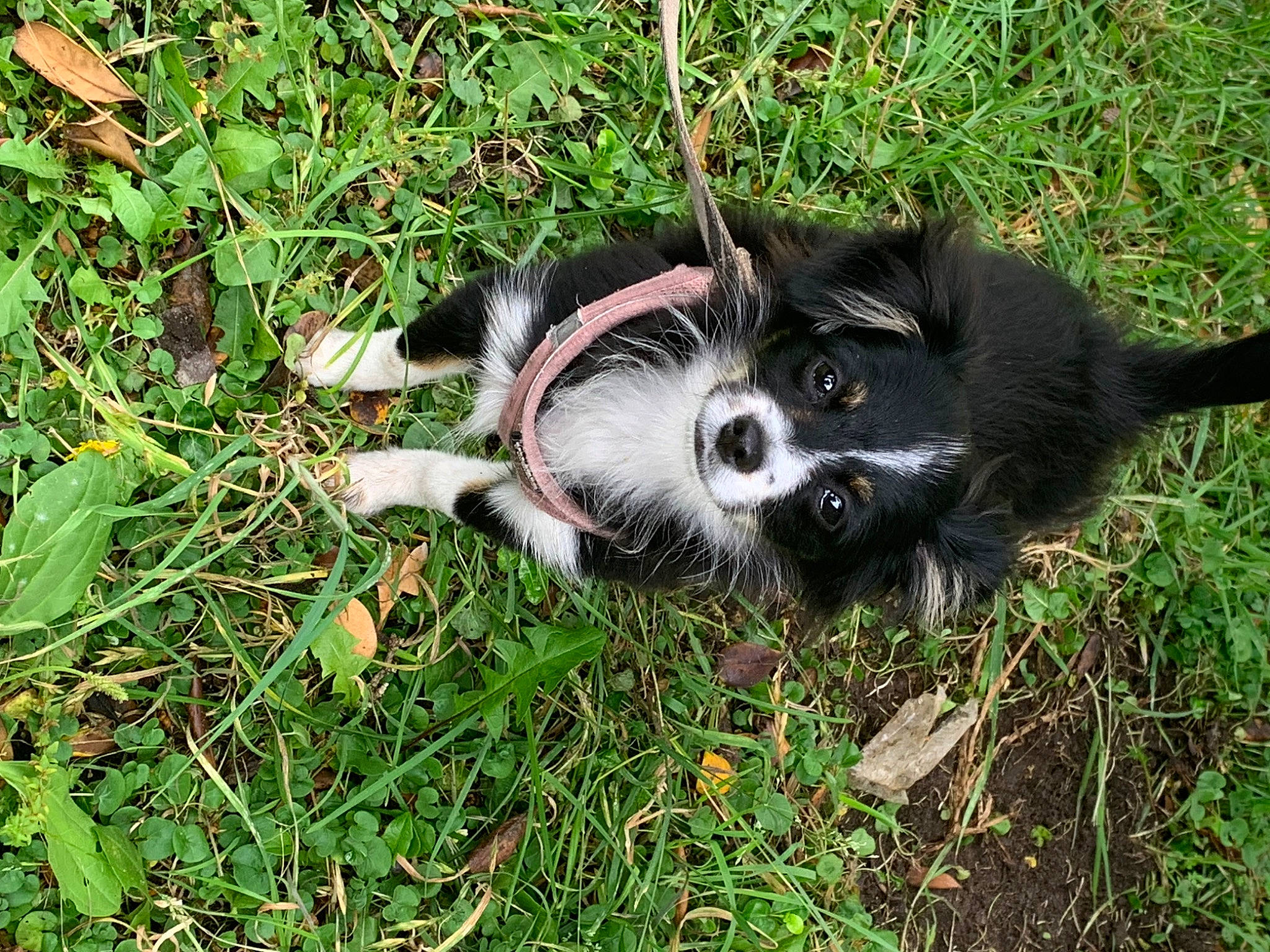 Henrietta is registered to the contest to win money with this photo: canidae, carnivore, companion_dog, dog, dog_breed, fur, grass, groundcover, herding_dog, non_sporting_group, plant, puppy, snout, soil, sporting_group, whiskers, working_animal