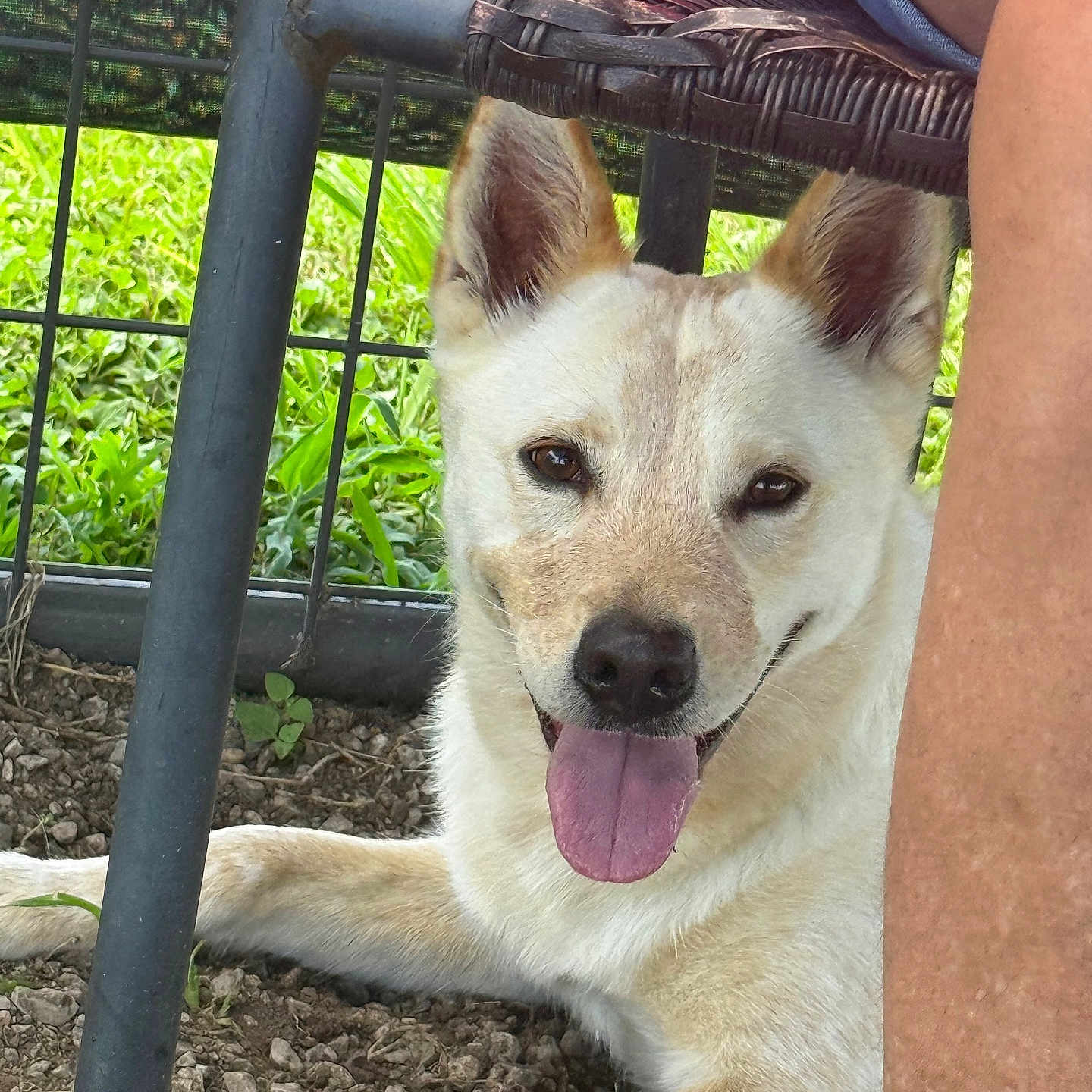 Babygirl joined the competition — help win amazing prizes! animal, canine, chair, close_up, dirt, dog, domestic_animal, ears_up, furry, grass, happy, leg, nature, outdoor, paw, pet, playful, resting, smiling, tongue_out