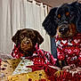 animal, black_dog, brown_dog, christmas, curtain, cute, decorations, dog, festive, gift, holiday, holiday_cheer, indoor, pet, portrait, red_sweater, seasonal, tinsel, two_dogs, wrapping_paper