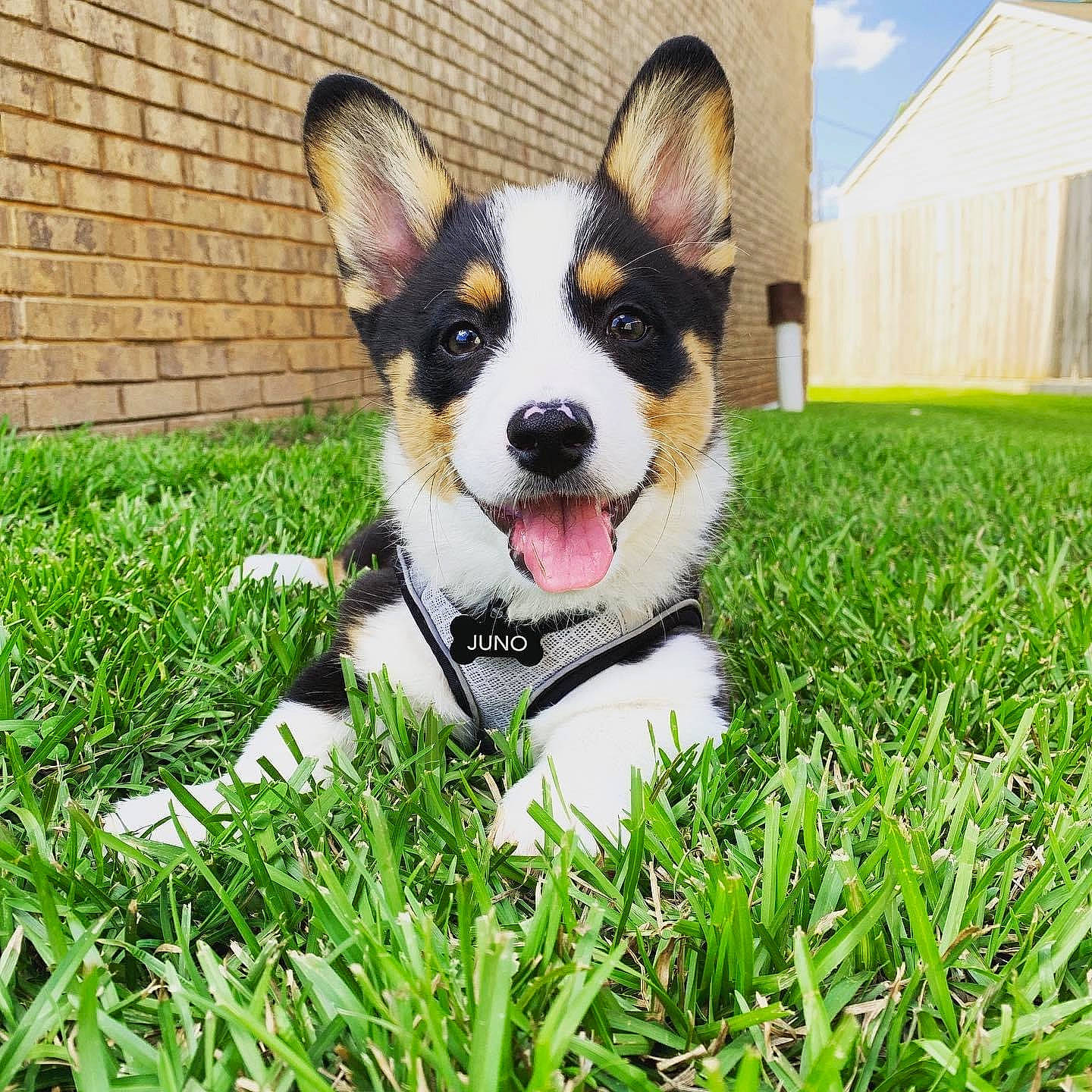 Juno joined the competition — help win amazing prizes! canidae, cardigan_welsh_corgi, carnivore, companion_dog, dog, dog_breed, grass, herding_dog, mammal, pembroke_welsh_corgi, puppy, snout, vertebrate, welsh_corgi
