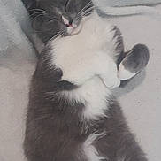 Olaf participe au concours pour gagner de l'argent avec cette photo : cat, sleeping, gray, white, fluffy, pet, animal, cute, cozy, resting, whiskers, paws, fur, indoors, blanket, peaceful, relaxed, mammal, domestic_animal, nap