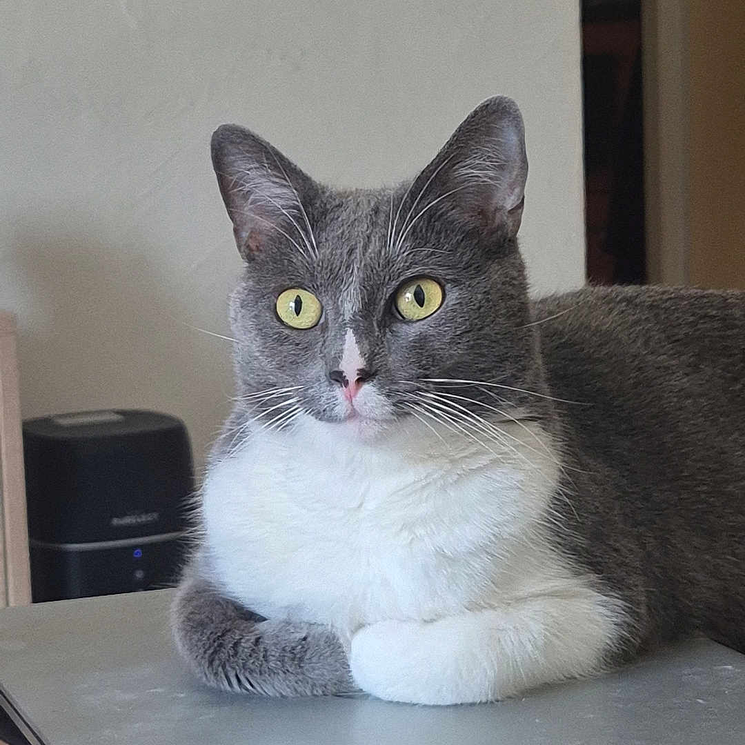 Olaf participe au concours pour gagner de l'argent avec cette photo : cat, gray_cat, white_cat, yellow_eyes, laptop, indoor, table, pet, feline, resting, curious, alert, domestic_cat, animal, close_up, household, fur, whiskers, ears, nose