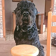 Sirius Black a rejoint le concours — aidez-le/la à gagner de superbes lots ! dog, black_dog, curly_fur, stool, wooden_stool, green_legs, indoor, floor, painting, table, chair, stone_wall, furniture, pet, sitting, domestic, home, collar, canine, fur
