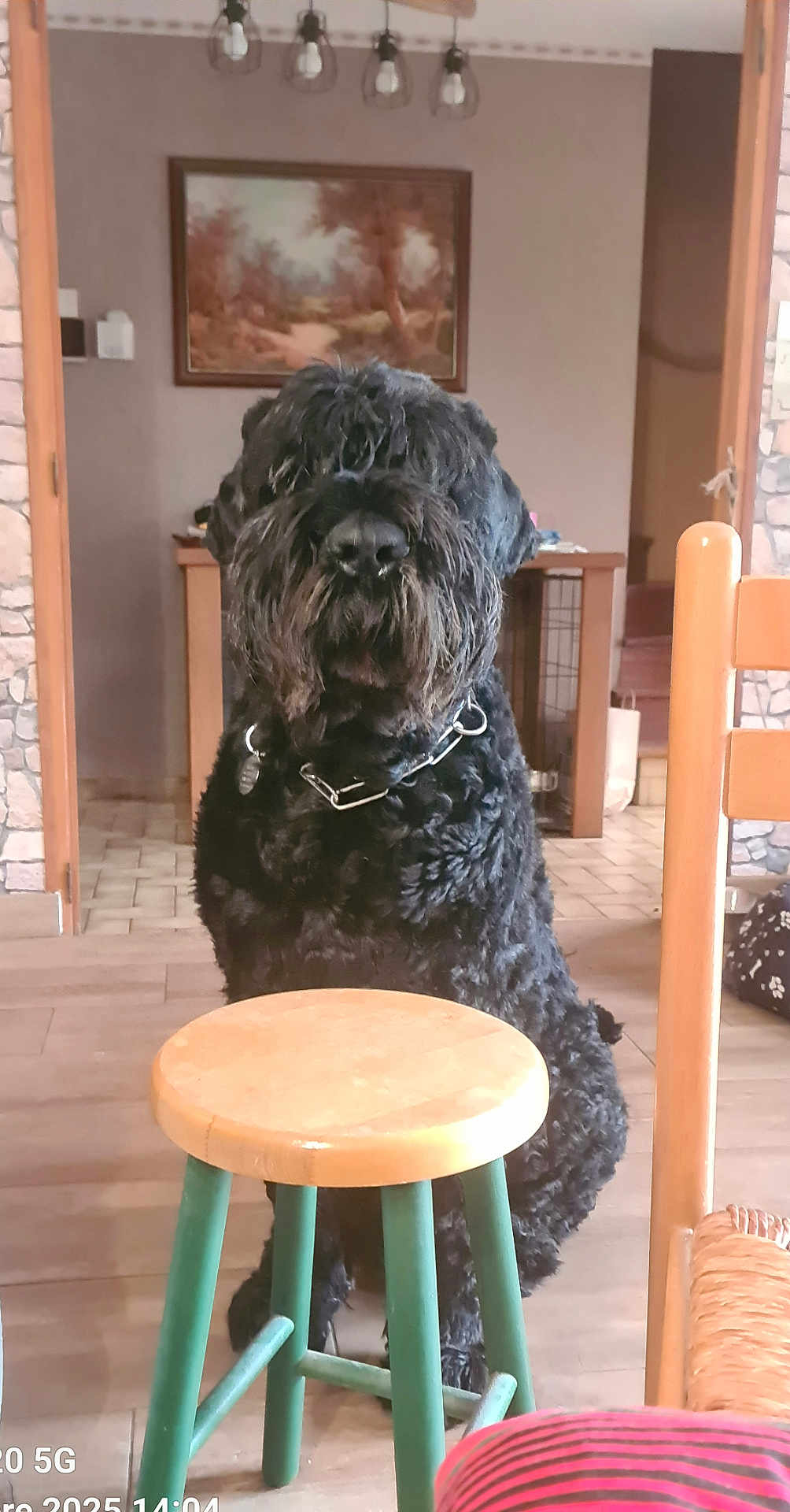 Sirius Black a rejoint le concours — aidez-le/la à gagner de superbes lots ! dog, black_dog, curly_fur, stool, wooden_stool, green_legs, indoor, floor, painting, table, chair, stone_wall, furniture, pet, sitting, domestic, home, collar, canine, fur