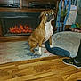 Abby joined the competition — help win amazing prizes! dog, indoor, fireplace, rug, wood_floor, dog_bed, plant, furniture, television, person, shoe, sneaker, brown_dog, white_paws, decor, living_room, seat, electronic_device, houseplant, cozy