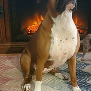 Abby is registered to the contest to win money with this photo: dog, boxer, sitting, indoor, fireplace, carpet, brown, white_paws, wood_floor, pet, canine, cozy, home, animal, looking_up, ears, snout, fur, domestic_dog, companion