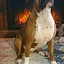 dog, boxer, sitting, indoor, fireplace, carpet, brown, white_paws, wood_floor, pet, canine, cozy, home, animal, looking_up, ears, snout, fur, domestic_dog, companion