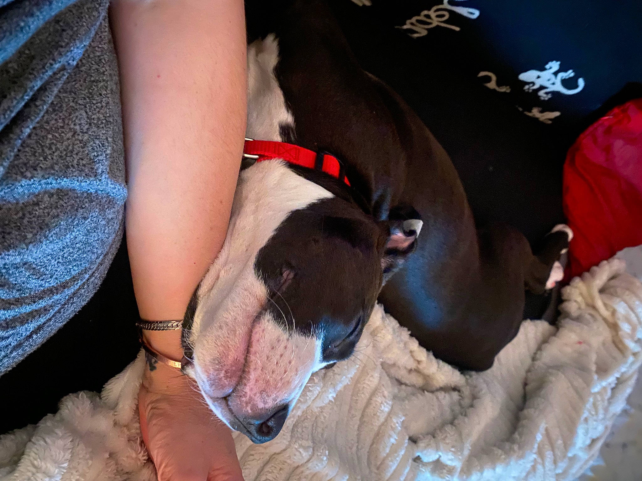 Narco participe au concours pour gagner de l'argent avec cette photo : carnivore, collar, comfort, companion_dog, dog, dog_breed, dog_collar, electric_blue, fawn, foot, fur, gesture, human_leg, knee, nail, snout, sporting_group, thigh, working_animal, wrist