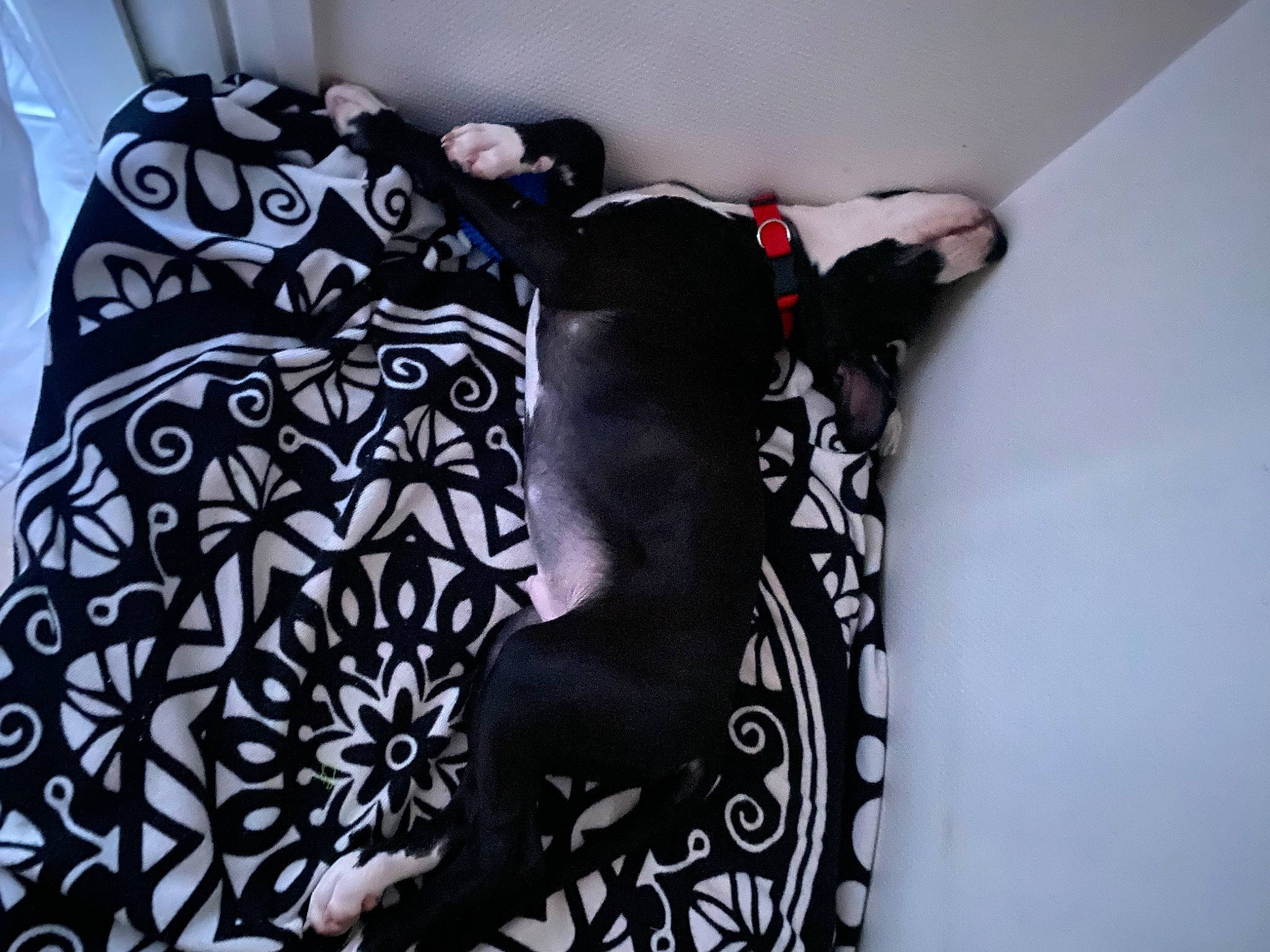 Narco participe au concours pour gagner de l'argent avec cette photo : art, bedding, comfort, curtain, fashion_accessory, flooring, font, foot, grey, human_leg, linens, lingerie, magenta, motif, pattern, room, sleeve, thigh, visual_arts, waist