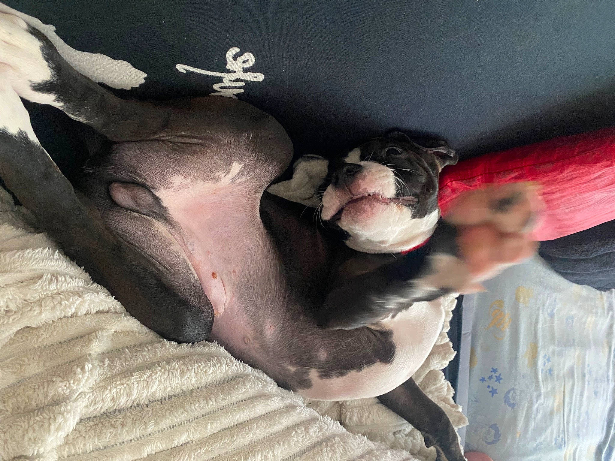 Narco a rejoint le concours — aidez-le/la à gagner de superbes lots ! canidae, carmine, carnivore, comfort, companion_dog, dog, dog_breed, fawn, foot, fur, gesture, human_leg, jaw, paw, snout, sporting_group, tail, whiskers, working_animal, wrinkle