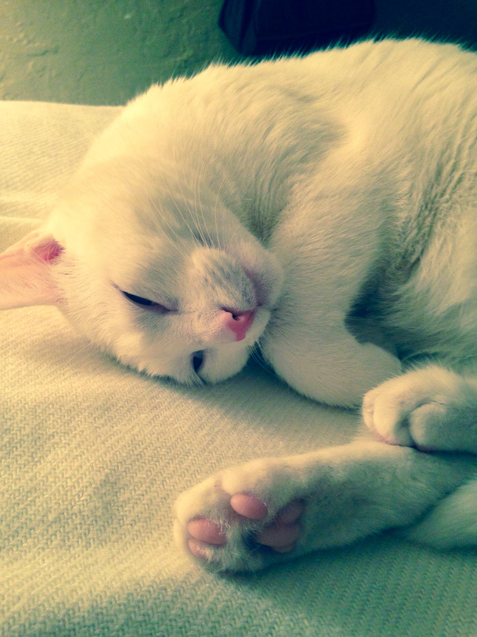 Snowball joined the competition — help win amazing prizes! carnivore, cat, comfort, ear, fawn, felidae, foot, fur, gesture, hand, human_leg, jaw, leg, mouth, nose, paw, small_to_medium_sized_cats, snout, tail, whiskers