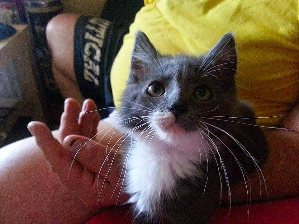 Tsuki a rejoint le concours — aidez-le/la à gagner de superbes lots ! carnivore, cat, claw, comfort, domestic_short_haired_cat, eye, fawn, felidae, finger, fur, gesture, human_leg, nail, paw, small_to_medium_sized_cats, snout, tail, thumb, whiskers, wrist