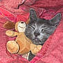 Grisou participe au concours pour gagner de l'argent avec cette photo : animal, blanket, cat, closeup, comfort, cozy, cute, fur, gray_cat, indoor, nap, peaceful, pet, plush_dog, red_blanket, resting, sleeping, snuggled, soft_toys, stuffed_toy