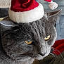 animal, cat, celebration, christmas, close_up, cute, domestic_cat, feline, festive, fur, gray_cat, hat, holiday, indoor, pet, portrait, santa_hat, soft_texture, whiskers, yellow_eyes