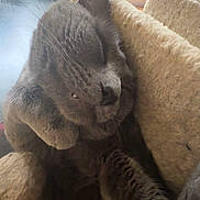 Grisou a rejoint le concours — aidez-le/la à gagner de superbes lots ! animal, cat, cat_tree, closeup, cozy, cute, ears, feline, fur, furry, gray_cat, home, indoor, paw, pet, relaxed, resting, sleeping, soft, whiskers