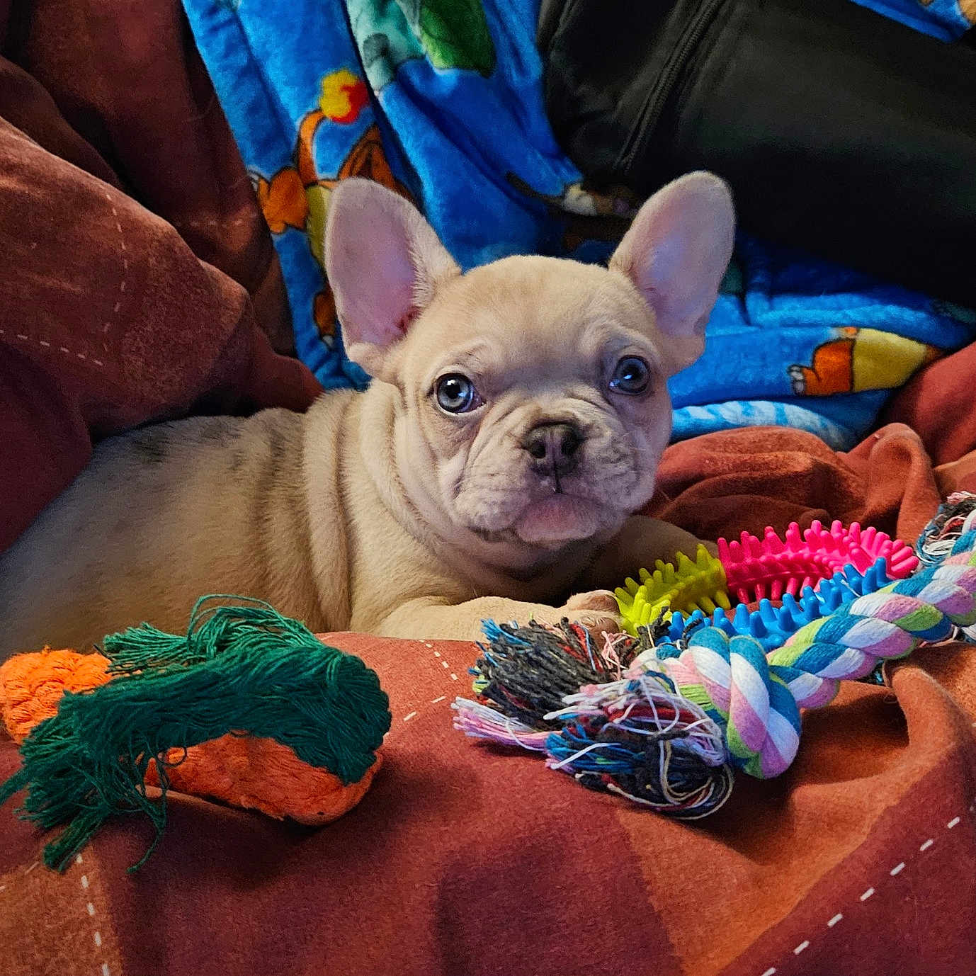 Buffy joined the competition — help win amazing prizes! accessories, animal, bag, blanket, boxer, bulldog, canine, couch, dog, frenchbulldog, furniture, handbag, person, pet, pitbull, puppy, quilt, sleeping, terrier