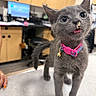kitten, cat, gray_cat, pet, indoor, collar, pink_collar, bell, animal, cute, small, fur, curious, meowing, standing, table, office, background, domestic, young