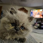Simba is registered to the contest to win money with this photo: kitten, cat, fluffy, blue_eyes, indoor, close_up, pet, furry, cute, animal, young, portrait, soft_fur, domestic_cat, cozy, living_room, television, curious, whiskers, face