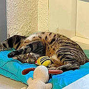 Izzie participe au concours pour gagner de l'argent avec cette photo : bee_toy, blue_cushion, cat, corner, cozy, cushion, dog_toy, feline, floor, indoor, nap, pet, plush_toy, relaxing, sleeping, stretching, striped, tabby_cat, toy, wall
