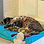 bee_toy, blue_cushion, cat, corner, cozy, cushion, dog_toy, feline, floor, indoor, nap, pet, plush_toy, relaxing, sleeping, stretching, striped, tabby_cat, toy, wall