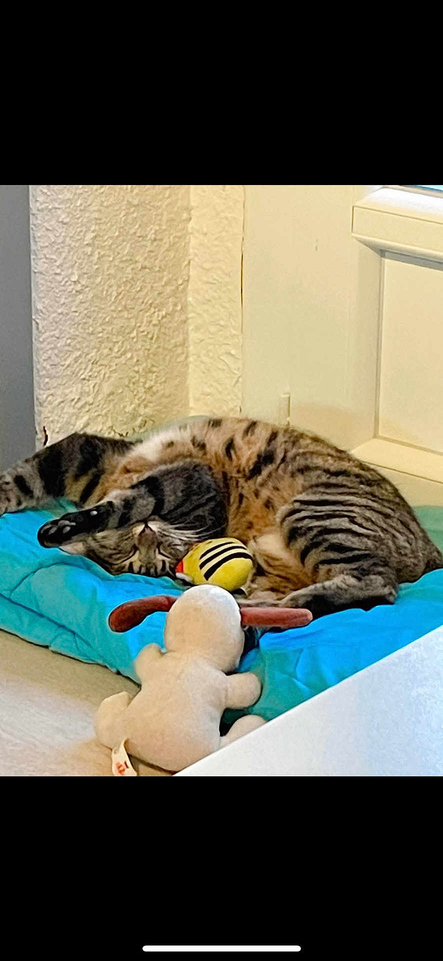 Izzie participe au concours pour gagner de l'argent avec cette photo : bee_toy, blue_cushion, cat, corner, cozy, cushion, dog_toy, feline, floor, indoor, nap, pet, plush_toy, relaxing, sleeping, stretching, striped, tabby_cat, toy, wall