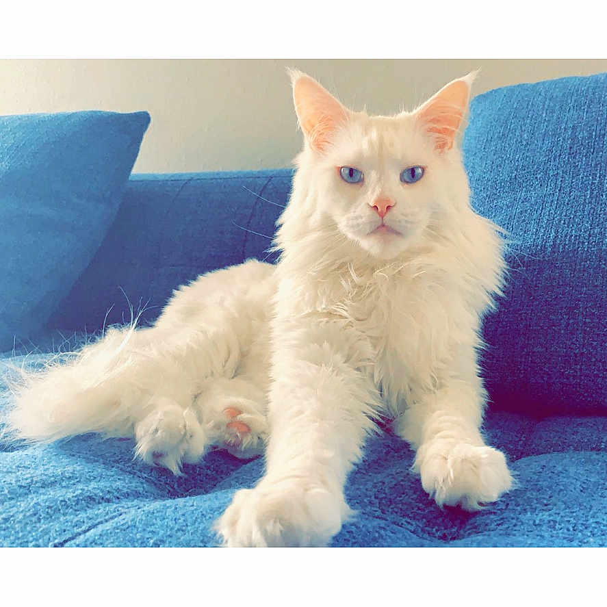 Leonidus joined the competition — help win amazing prizes! animal, blue_couch, blue_eyes, cat, couch, domestic_animal, ears, feline, fluffy, fur, home, indoor, paw, pet, portrait, relaxed, resting, sitting, whiskers, white_cat