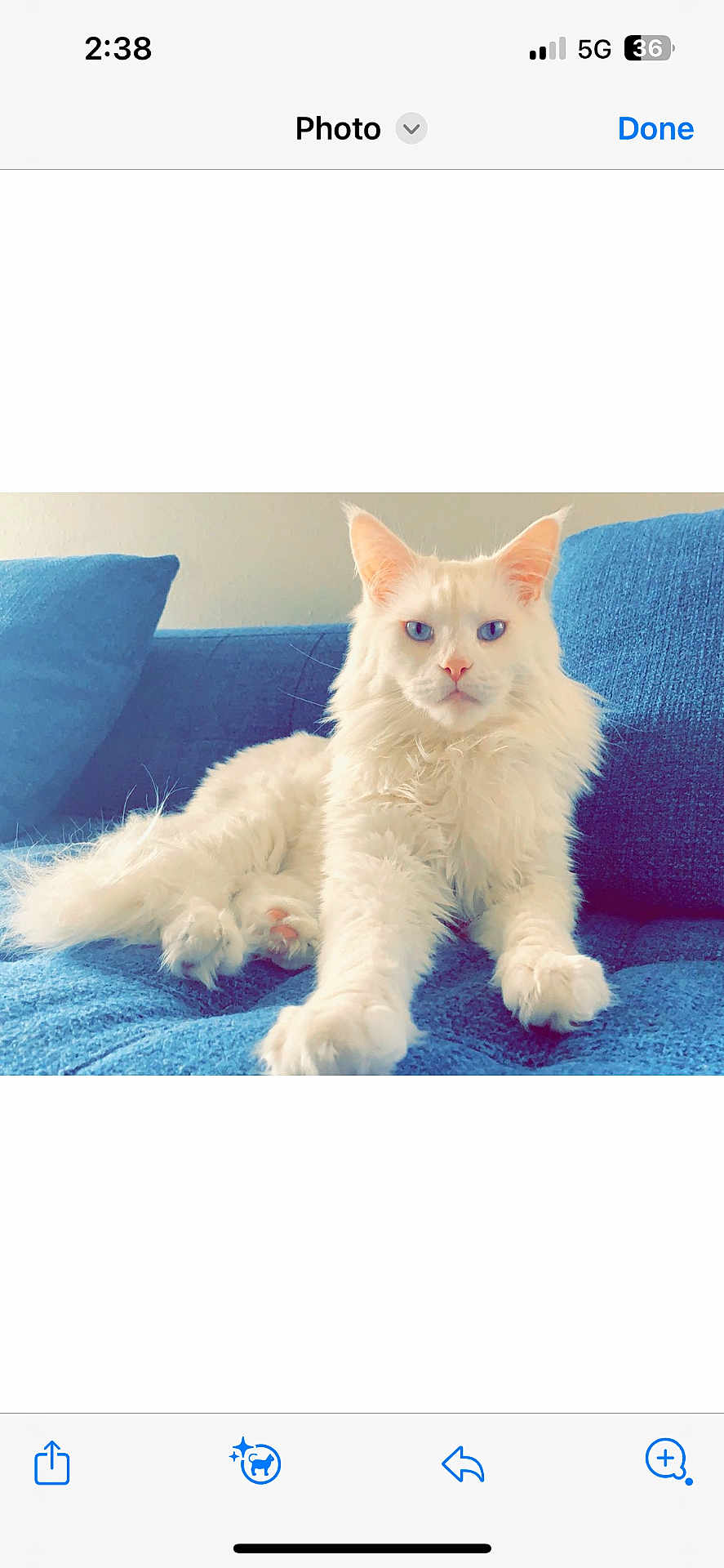Leonidus joined the competition — help win amazing prizes! cat, white_cat, blue_eyes, fluffy, feline, pet, indoor, couch, blue_couch, relaxed, animal, portrait, fur, whiskers, ears, paw, home, domestic_animal, sitting, resting