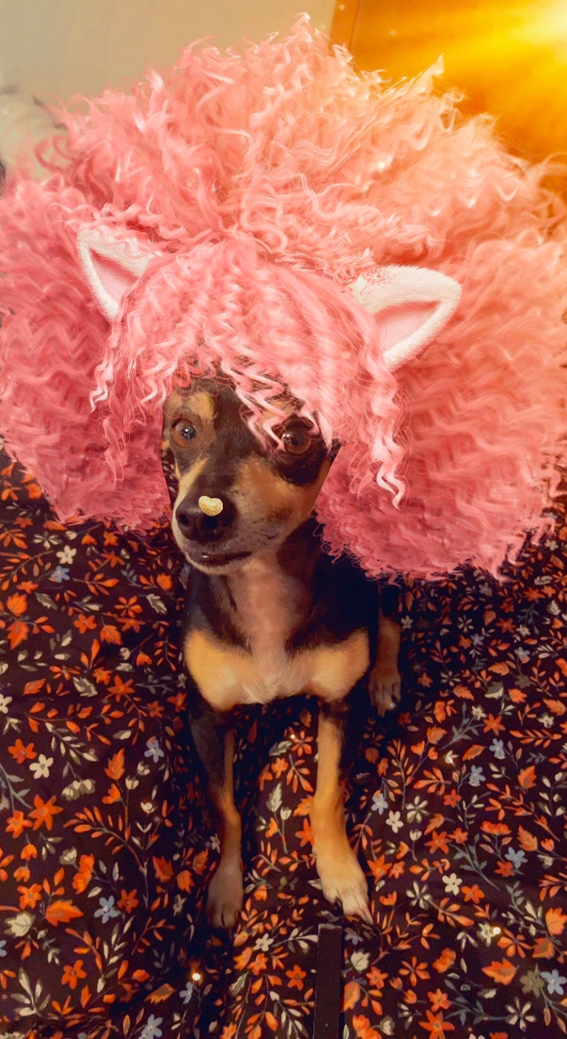Loki joined the competition — help win amazing prizes! art, carnivore, companion_dog, costume_hat, cut_flowers, dog, dog_breed, event, fashion_accessory, fawn, feather, fur, hat, magenta, petal, pink, plant, tail, toy, working_animal