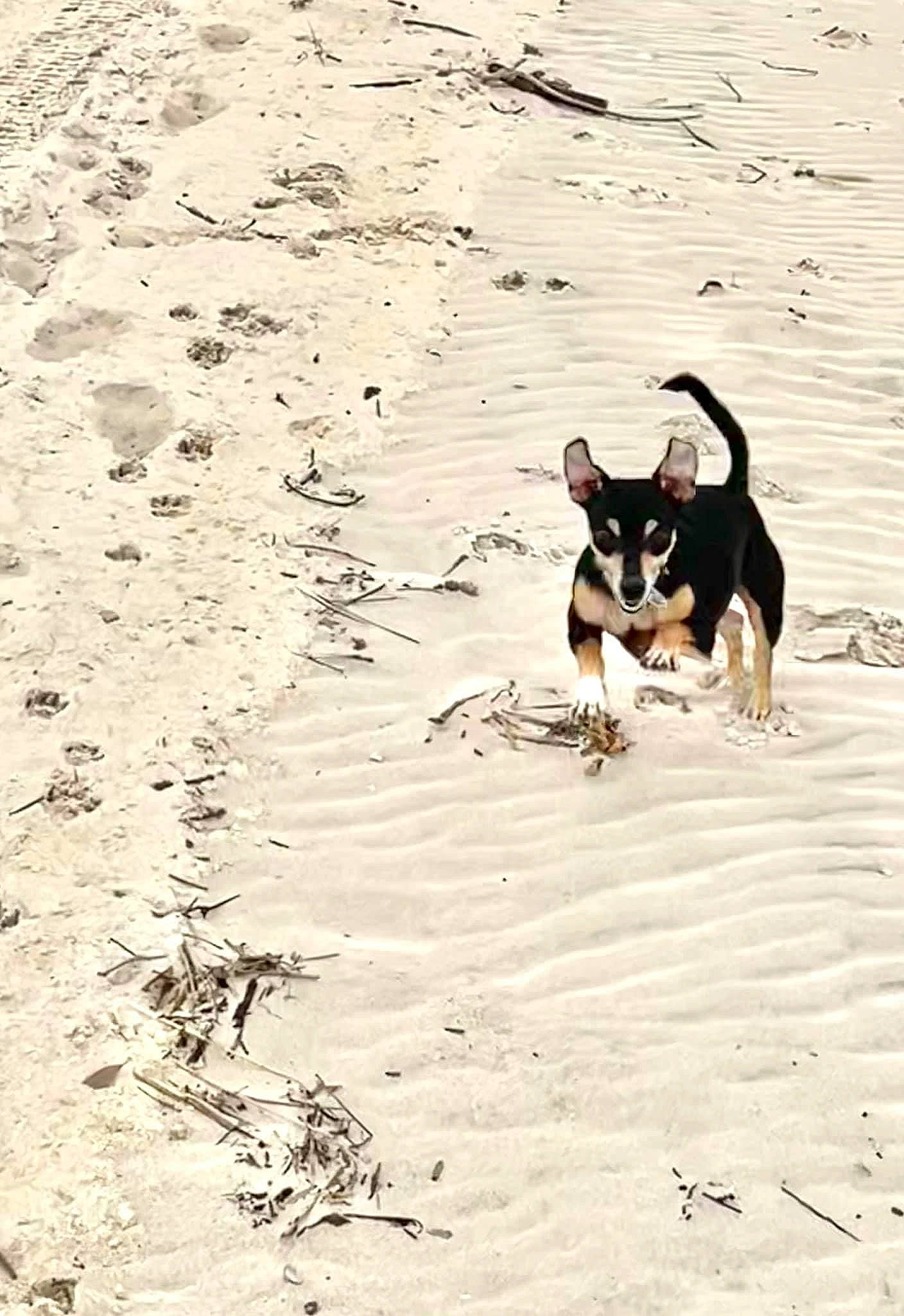 Loki is registered to the contest to win money with this photo: beach, canidae, carnivore, companion_dog, dog, dog_breed, guard_dog, landscape, ocean, sand, shadow, soil, sporting_group, wind_wave, wood, working_animal, working_dog