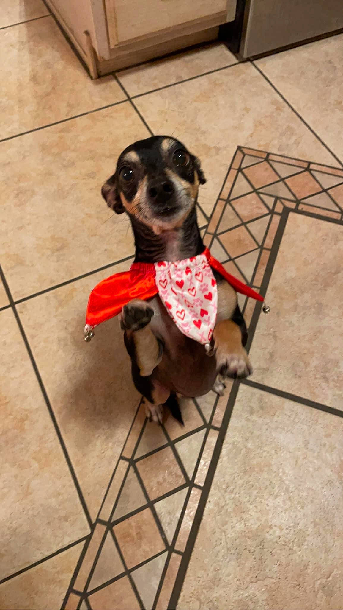 Loki joined the competition — help win amazing prizes! carnivore, chair, collar, companion_dog, dog, dog_breed, dog_clothes, dog_collar, dog_supply, fawn, floor, flooring, leash, liver, metal, pet_supply, snout, sporting_group, toy_dog, working_animal