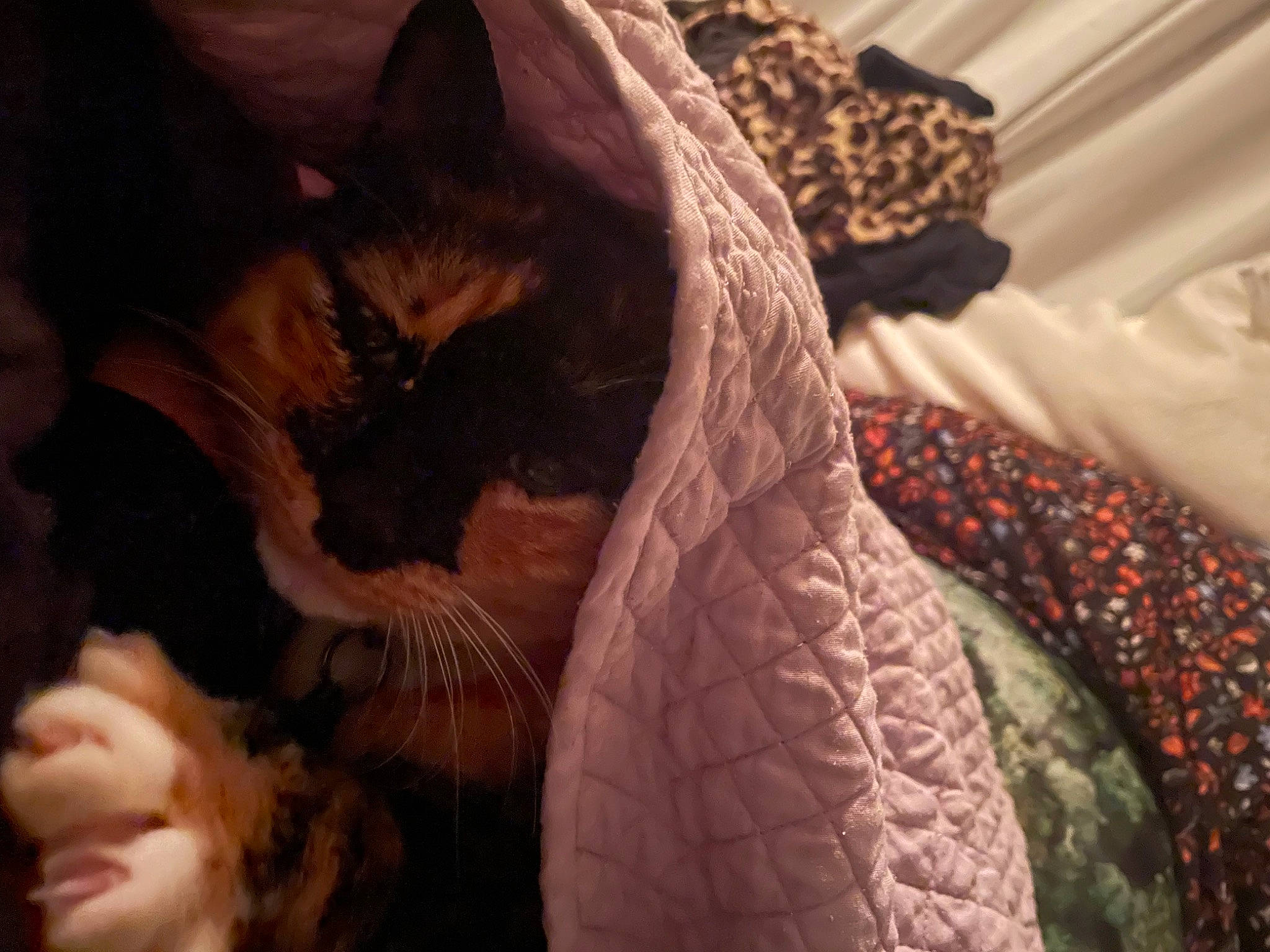 Hope is registered to the contest to win money with this photo: bed_sheet, bedding, canidae, carnivore, cat, comfort, domestic_short_haired_cat, fawn, felidae, flooring, fur, linens, pattern, peach, plant, small_to_medium_sized_cats, tail, whiskers, wildlife, wood